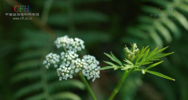 芹菜喜阳还是喜阴（揭秘芹菜的生长需求）