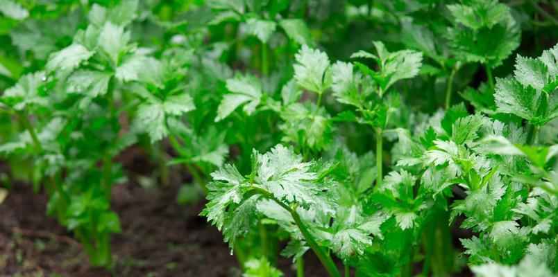 芹菜种植时间的选择（如何确定最佳栽种时间）