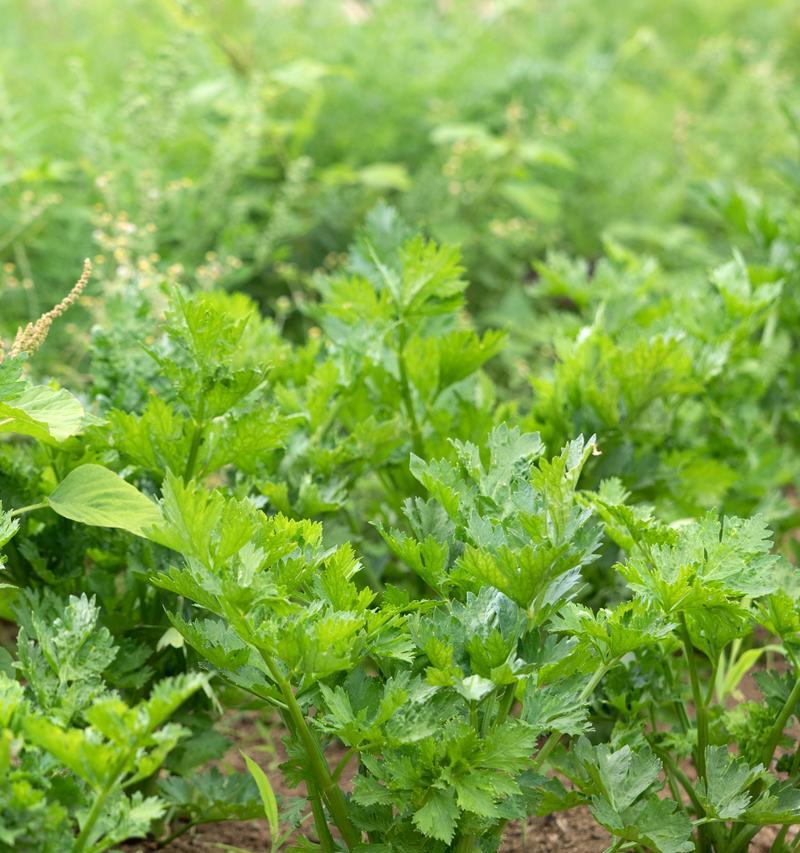 芹菜种子催芽方法详解（如何使用简单方法提高种子萌发率）