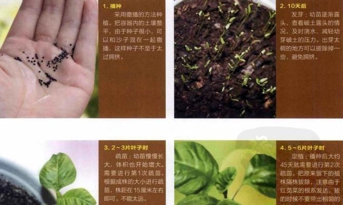 芹菜种子催芽方法详解（如何使用简单方法提高种子萌发率）