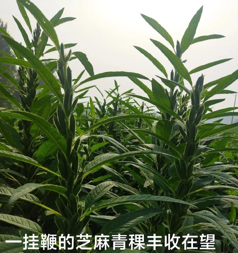 青菜开花了（如何识别青菜的开花情况及开花后该怎么处理）