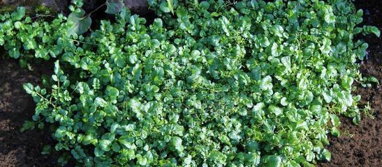 青菜是一种草本植物吗（探究青菜的生长特点及分类）