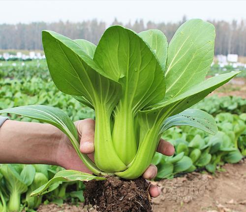 种植青菜，从了解种子开始（种植青菜）