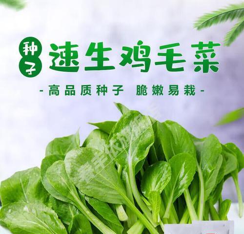 如何种植青菜种子（从选择品种到收获）