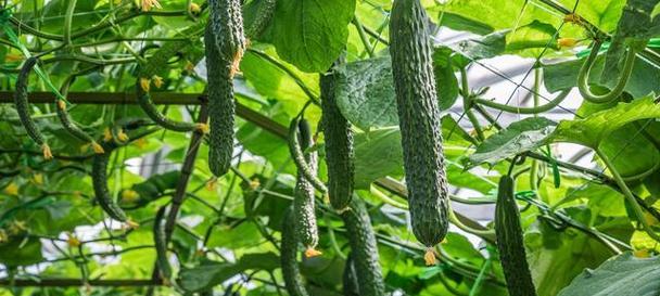 青瓜种植（掌握青瓜种植的时间窗口）