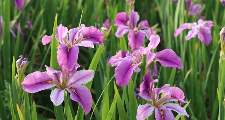 青海室内花卉养护指南（打造绿色家居）