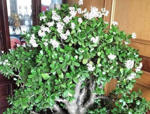 青海室内花卉植物养护指南（打造室内绿化环境）