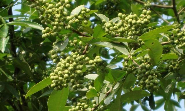 青花椒种植条件及适宜气候（从土壤）