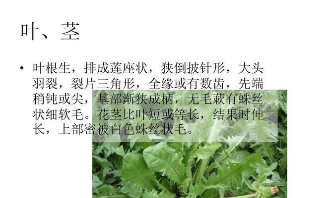 青连翘，解决呼吸系统问题的神药（探究青连翘的功效与作用）