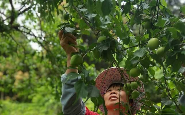 青梅采摘全攻略（掌握采摘时间、技巧）