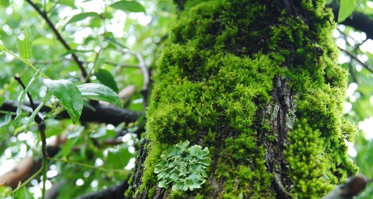 青苔的养殖方法与注意事项（打造家中小清新的青苔墙）