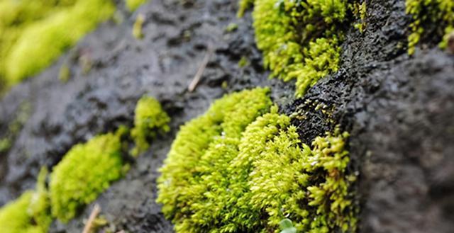 青苔的生长环境条件及特点（探究青苔的生存之道）