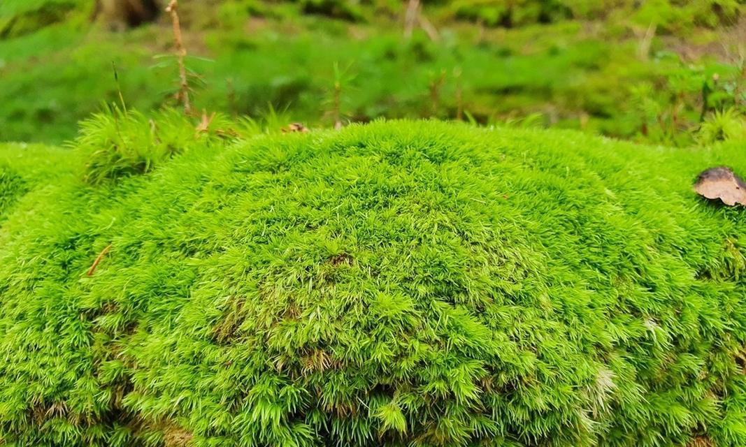 青苔的养殖方法详解（打造美丽花园的小技巧）