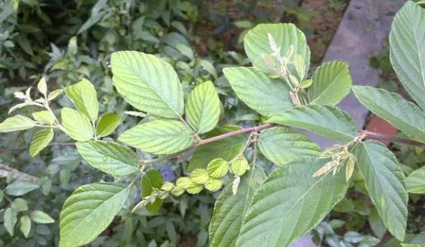 青土适宜种植的植物种类及特点（了解青土的性质）