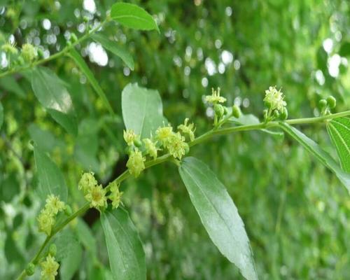 青枣开花时间及生长特点（春天的青枣花开满枝头——了解青枣的生长周期和生长环境）