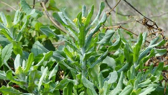 探秘清明菜（中国传统美食的代表）