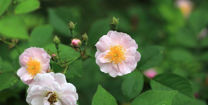 蔷薇花语之美——探秘花朵传递的情感和寓意（解读蔷薇花语）