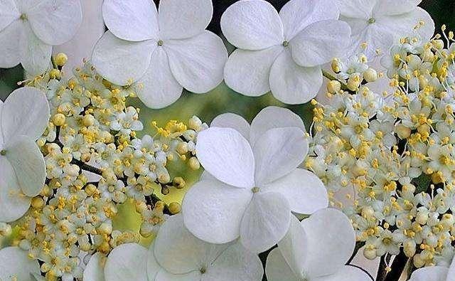 以琼花的花语与美丽的寓意（探索以琼花的花语及其象征意义）