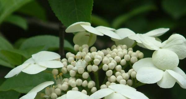 以琼花的花语与美丽的寓意（探索以琼花的花语及其象征意义）