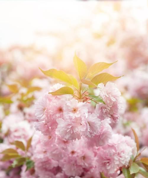 樱花之美（追溯千年的樱花文化）