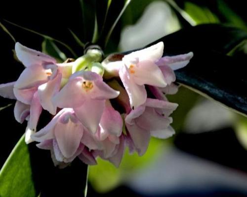 瑞香花花语及其深层寓意（探索瑞香花的花语与内涵）