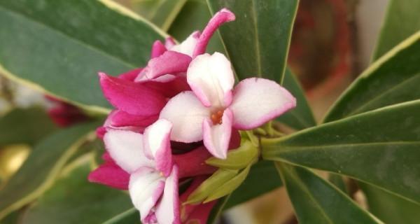 瑞香花花语及其深层寓意（探索瑞香花的花语与内涵）