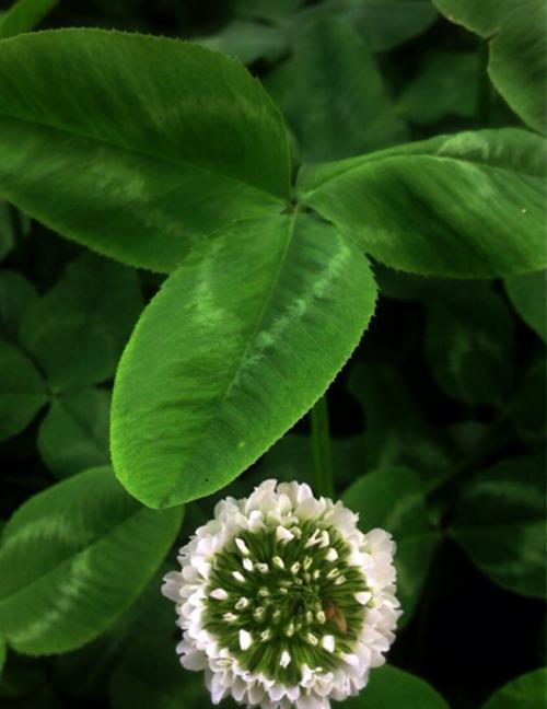 草花语（三轮草花语）