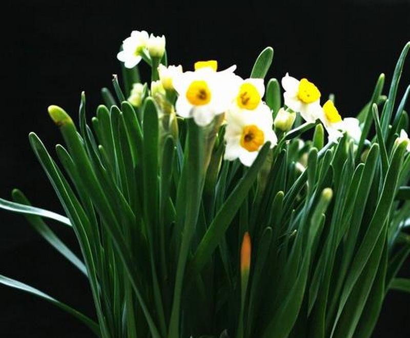 秋水仙花的花语与魅力（以山水仙花花语秋水仙花花语为主题的探索与解读）