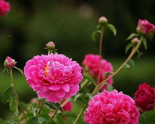 芍药花的寓意与象征意义（解读芍药花的寓意及其文化意义）