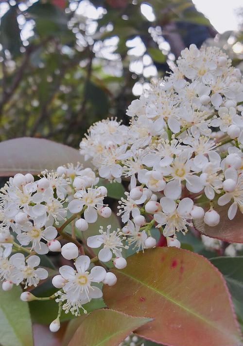 石楠花花语之爱与坚强（探寻石楠花背后的意义）