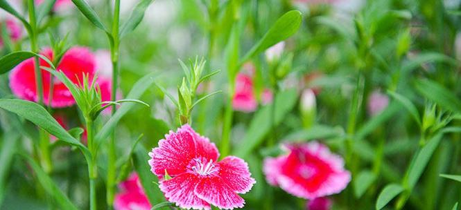 石竹花的花语与寓意（揭开石竹花背后的美丽与神秘）