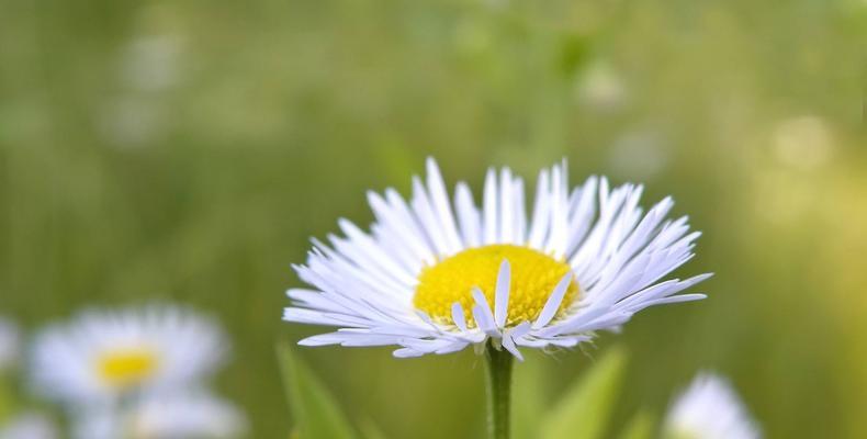 世界悲伤花语（用花言巧语）