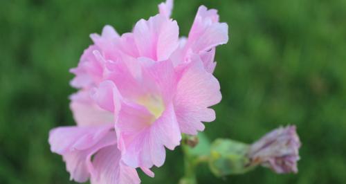 蜀葵花语与传说（揭秘蜀葵的花语与神秘传说）