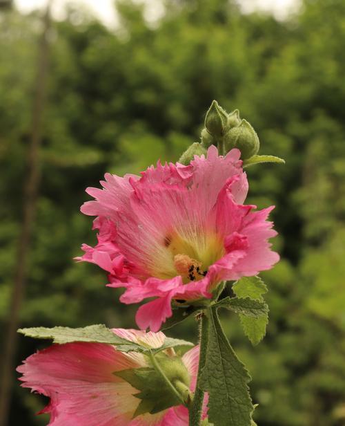 蜀葵花（揭示蜀葵花的传奇故事及其象征意义）