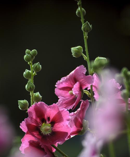 蜀葵花语与象征意义（探索蜀葵花语的深意）