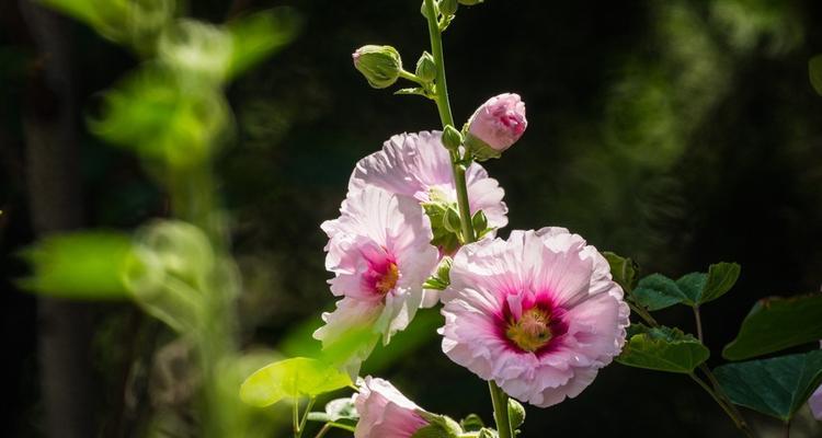 解读蜀葵花的花语与意义（探寻蜀葵花的美丽背后）