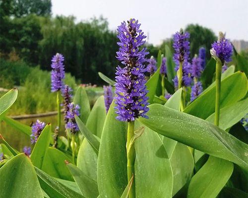 以水繁殖花的方法——水培之美（花卉的水培繁殖方法及其优势）