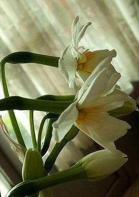 水仙花的花语与象征意义（揭示水仙花的优雅与神秘）