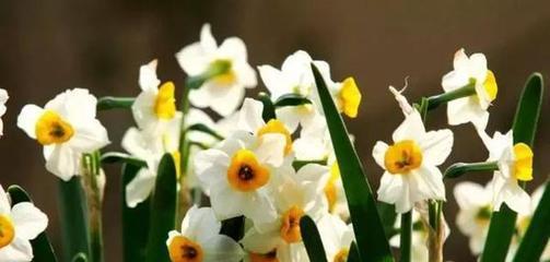 以水仙花花语传递情感，送给合适的人（寓意深远的水仙花）