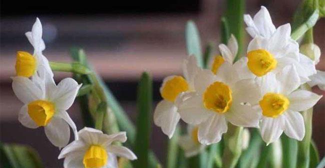 水仙花花语（探寻水仙花的花语）