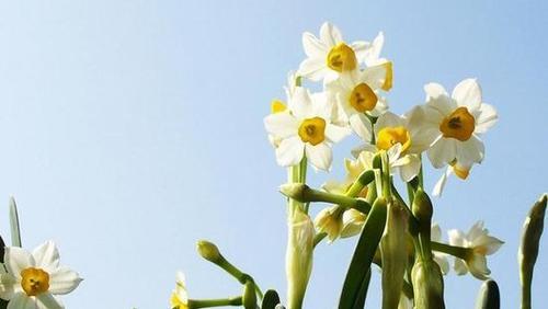 水仙花花语（探寻水仙花的花语）