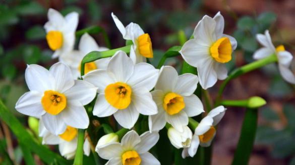 水仙花花语（探寻水仙花的花语）