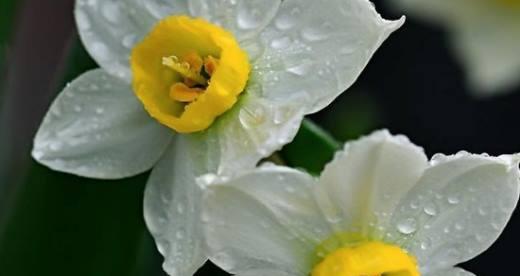 水仙花花语（诠释水仙花的花语及其深刻意义）