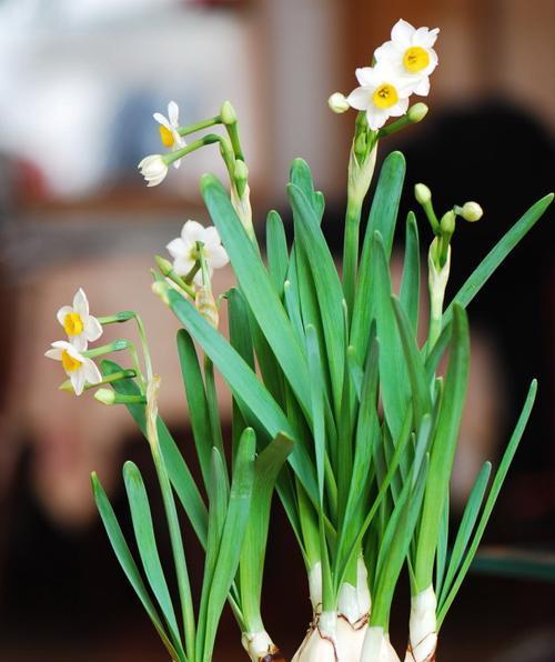 水仙花的花语与象征——生命的坚韧与希望（以水仙花为媒介）