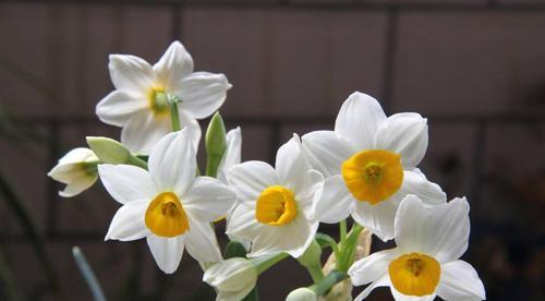 水仙花的花语与象征——生命的坚韧与希望（以水仙花为媒介）