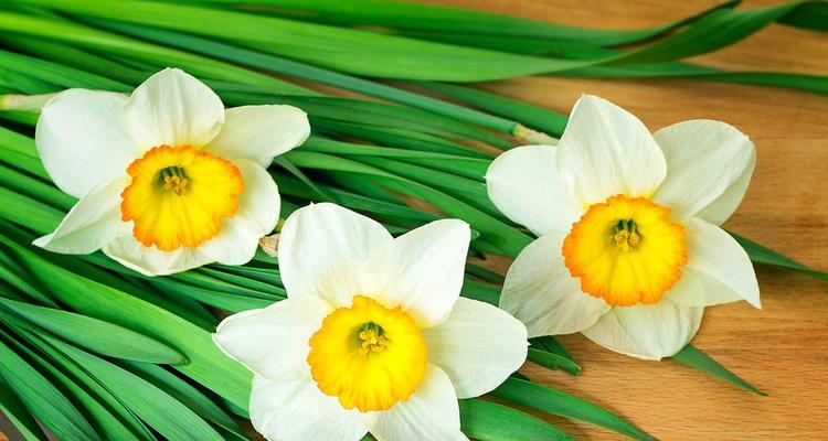 水仙花的含义及象征（探寻水仙花的神秘和美丽）