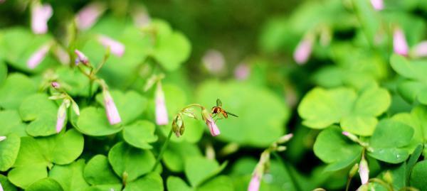 四叶草的花语与象征意义（探寻幸运与希望的奇迹——四叶草的神秘之旅）