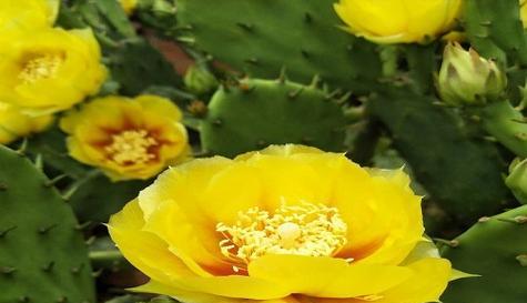 花开平安，平安花语传递吉祥祝福（以菊花为主题）