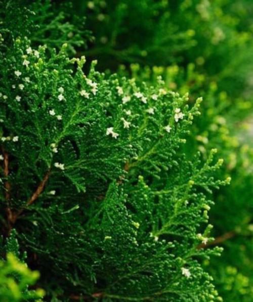 花开平安，平安花语传递吉祥祝福（以菊花为主题）