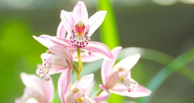 生命的花朵——向日葵的花语（阳光下的希望与成长）